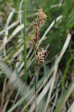 Carex brachystachys \ Kurzhrige Segge / Short-Spiked Sedge, A St. Gilgen 16.5.2022