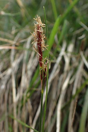 Carex brachystachys \ Kurzhrige Segge / Short-Spiked Sedge, A St. Gilgen 16.5.2022