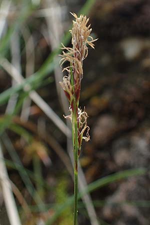 Carex brachystachys \ Kurzhrige Segge / Short-Spiked Sedge, A St. Gilgen 16.5.2022