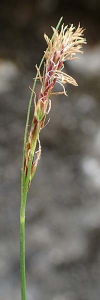 Carex brachystachys \ Kurzhrige Segge / Short-Spiked Sedge, A St. Gilgen 16.5.2022