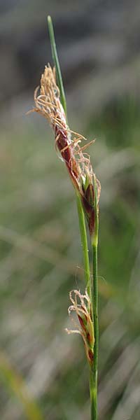 Carex brachystachys \ Kurzhrige Segge / Short-Spiked Sedge, A St. Gilgen 16.5.2022