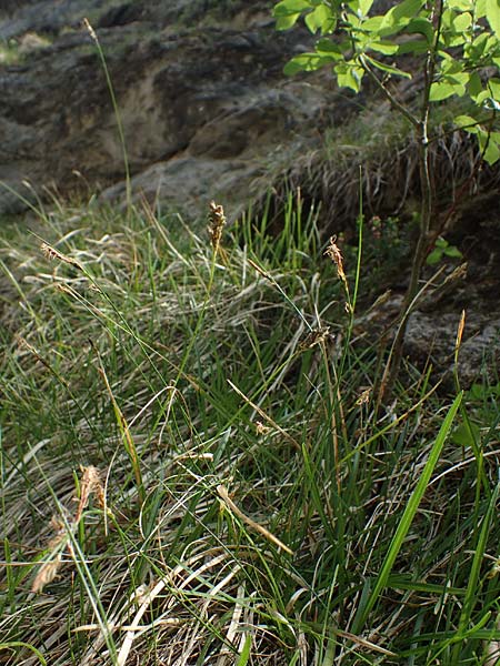 Carex brachystachys \ Kurzhrige Segge / Short-Spiked Sedge, A St. Gilgen 16.5.2022