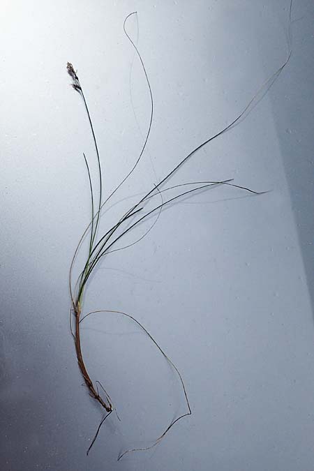 Carex brachystachys \ Kurzhrige Segge / Short-Spiked Sedge, A St. Gilgen 16.5.2022