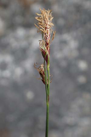 Carex brachystachys \ Kurzhrige Segge / Short-Spiked Sedge, A St. Gilgen 16.5.2022