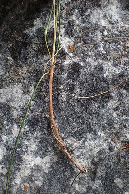 Carex brachystachys \ Kurzhrige Segge / Short-Spiked Sedge, A St. Gilgen 16.5.2022
