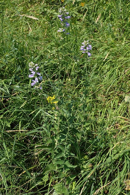 Campanula bononiensis \ Bologneser Glockenblume, Filz-Glockenblume / Pale Bellflower, European Bellflower, A Gumpoldskirchen 9.7.2023