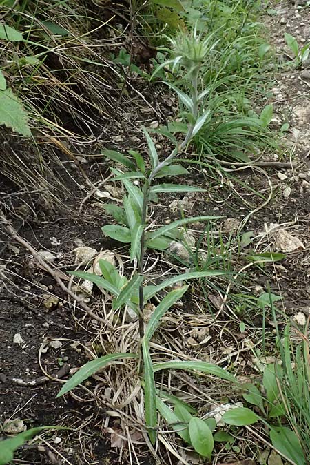 Carlina biebersteinii \ Biebersteins Golddistel / Bieberstein's Carline Thistle, A Palfau 8.7.2024