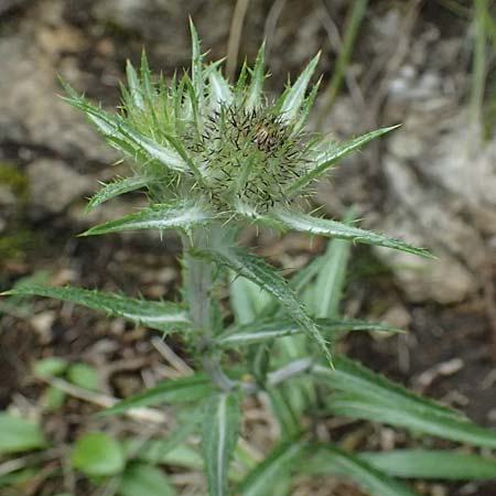 Carlina biebersteinii \ Biebersteins Golddistel / Bieberstein's Carline Thistle, A Palfau 8.7.2024