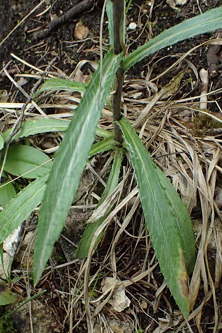 Carlina biebersteinii \ Biebersteins Golddistel / Bieberstein's Carline Thistle, A Palfau 8.7.2024
