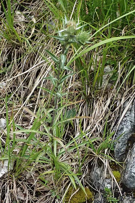 Carlina biebersteinii \ Biebersteins Golddistel / Bieberstein's Carline Thistle, A Palfau 8.7.2024