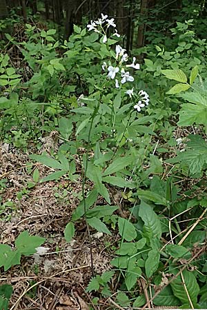 Cardamine bulbifera \ Knllchen-Zahnwurz, Zwiebel-Zahnwurz / Coral-Root Bitter-Cress, A Garanas 13.5.2025