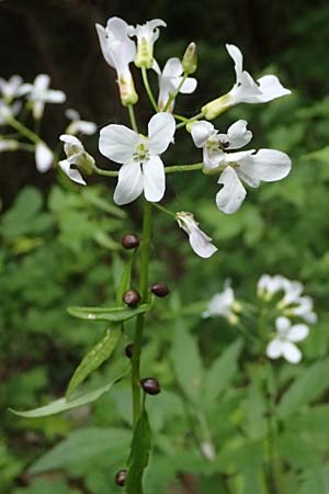 Cardamine bulbifera \ Knllchen-Zahnwurz, Zwiebel-Zahnwurz / Coral-Root Bitter-Cress, A Garanas 13.5.2025