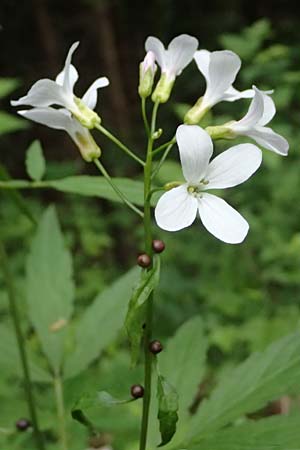 Cardamine bulbifera \ Knllchen-Zahnwurz, Zwiebel-Zahnwurz / Coral-Root Bitter-Cress, A Garanas 13.5.2025