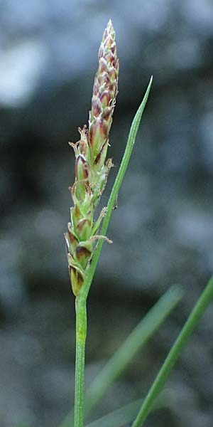 Carex brachystachys \ Kurzhrige Segge / Short-Spiked Sedge, A St. Gilgen 14.5.2025