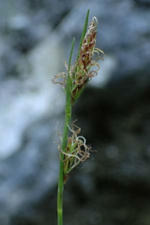 Carex brachystachys \ Kurzhrige Segge / Short-Spiked Sedge, A St. Gilgen 14.5.2025