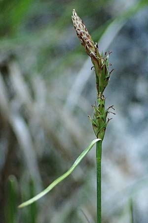 Carex brachystachys \ Kurzhrige Segge / Short-Spiked Sedge, A St. Gilgen 14.5.2025