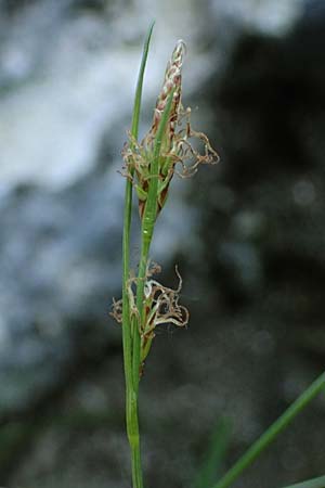 Carex brachystachys \ Kurzhrige Segge / Short-Spiked Sedge, A St. Gilgen 14.5.2025