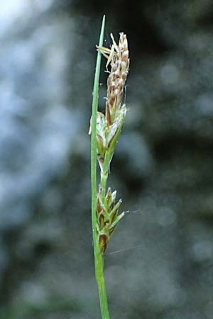 Carex brachystachys \ Kurzhrige Segge / Short-Spiked Sedge, A St. Gilgen 14.5.2025