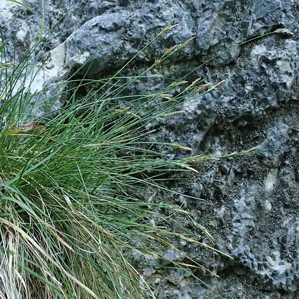 Carex brachystachys \ Kurzhrige Segge / Short-Spiked Sedge, A St. Gilgen 14.5.2025