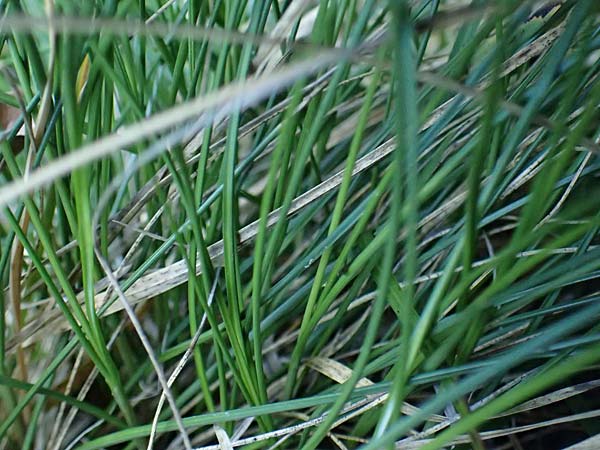 Carex brachystachys \ Kurzhrige Segge / Short-Spiked Sedge, A St. Gilgen 14.5.2025