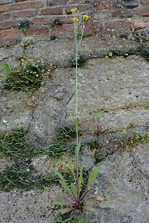 Crepis biennis \ Wiesen-Pippau / Rough Hawk's-Beard, A Bad Radkersburg 16.6.2026