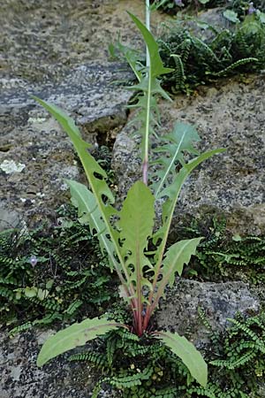 Crepis biennis \ Wiesen-Pippau / Rough Hawk's-Beard, A Bad Radkersburg 16.6.2026
