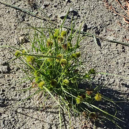 Carex bohemica \ B�hmische Segge / Bohemian Sedge, A Zwettl 14.8.2026