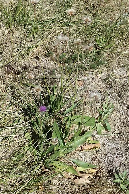 Cirsium canum \ Graue Kratzdistel / Queen Anne's Thistle, A Michelstetten 21.8.2016