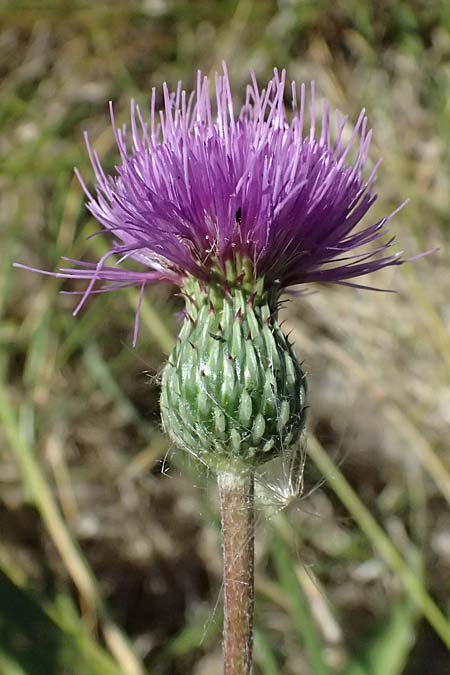 Cirsium canum \ Graue Kratzdistel / Queen Anne's Thistle, A Michelstetten 21.8.2016