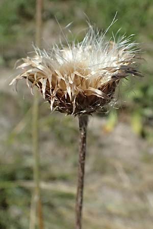 Cirsium canum \ Graue Kratzdistel / Queen Anne's Thistle, A Michelstetten 21.8.2016
