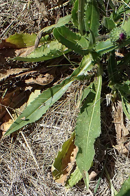 Cirsium canum \ Graue Kratzdistel / Queen Anne's Thistle, A Michelstetten 21.8.2016