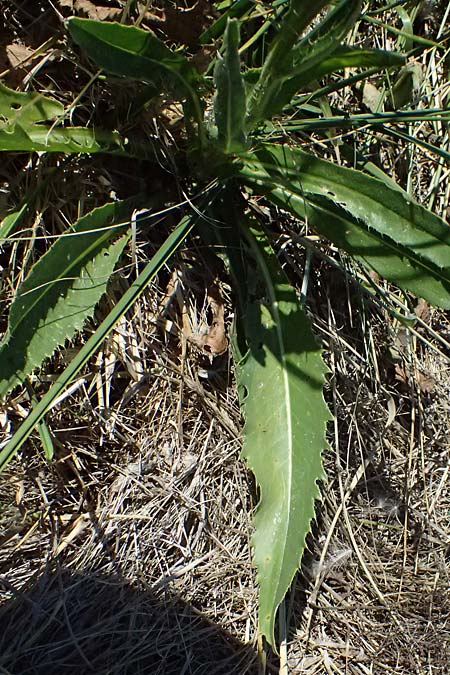 Cirsium canum \ Graue Kratzdistel / Queen Anne's Thistle, A Michelstetten 21.8.2016