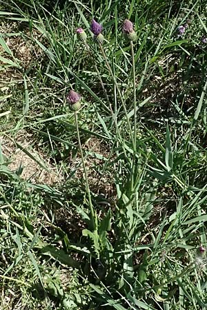 Cirsium canum \ Graue Kratzdistel / Queen Anne's Thistle, A Michelstetten 21.8.2016