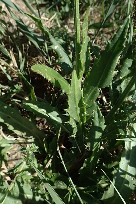 Cirsium canum \ Graue Kratzdistel / Queen Anne's Thistle, A Michelstetten 21.8.2016