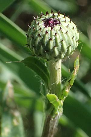 Cirsium canum \ Graue Kratzdistel / Queen Anne's Thistle, A Michelstetten 21.8.2016