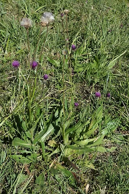 Cirsium canum \ Graue Kratzdistel / Queen Anne's Thistle, A Michelstetten 21.8.2016
