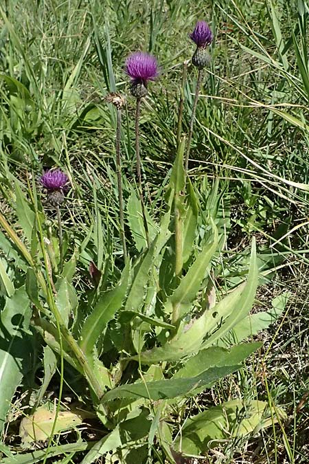 Cirsium canum \ Graue Kratzdistel / Queen Anne's Thistle, A Michelstetten 21.8.2016