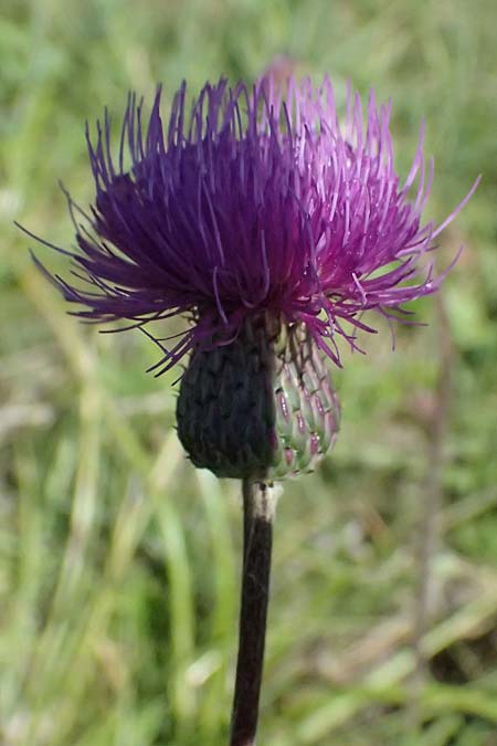 Cirsium canum \ Graue Kratzdistel / Queen Anne's Thistle, A Michelstetten 21.8.2016