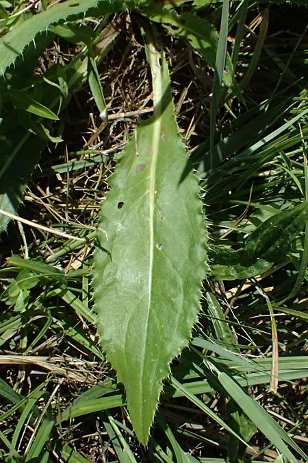 Cirsium canum \ Graue Kratzdistel / Queen Anne's Thistle, A Michelstetten 21.8.2016