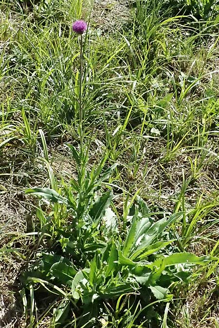 Cirsium canum \ Graue Kratzdistel / Queen Anne's Thistle, A Michelstetten 21.8.2016