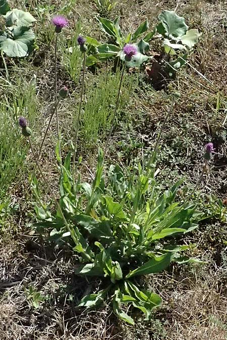 Cirsium canum \ Graue Kratzdistel / Queen Anne's Thistle, A Michelstetten 21.8.2016