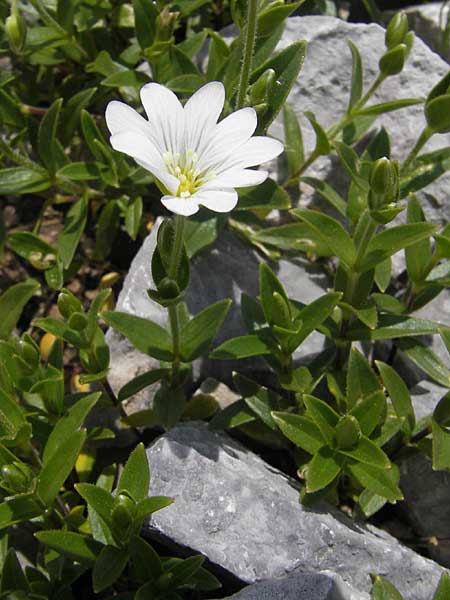 Cerastium carinthiacum \ K�rntner Hornkraut / Carinthian Mouse-Ear, A Trenchtling 3.7.2010