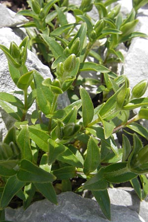 Cerastium carinthiacum \ K�rntner Hornkraut / Carinthian Mouse-Ear, A Trenchtling 3.7.2010