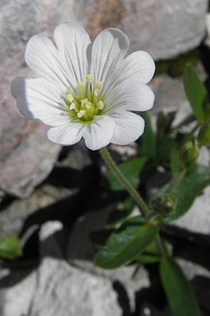 Cerastium carinthiacum \ K�rntner Hornkraut / Carinthian Mouse-Ear, A Dachstein 20.7.2010