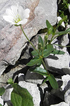 Cerastium carinthiacum \ K�rntner Hornkraut / Carinthian Mouse-Ear, A Dachstein 20.7.2010