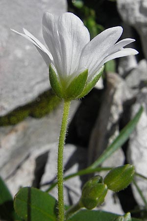 Cerastium carinthiacum \ K�rntner Hornkraut / Carinthian Mouse-Ear, A Dachstein 20.7.2010