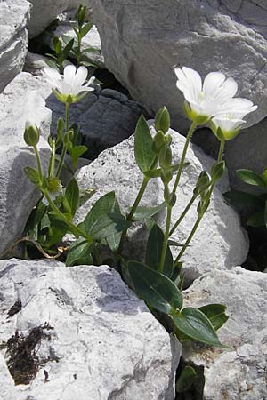 Cerastium carinthiacum \ K�rntner Hornkraut / Carinthian Mouse-Ear, A Dachstein 20.7.2010