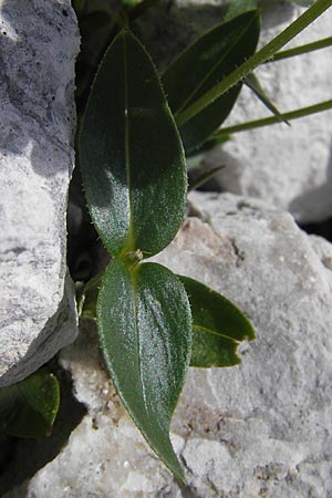 Cerastium carinthiacum \ K�rntner Hornkraut / Carinthian Mouse-Ear, A Dachstein 20.7.2010