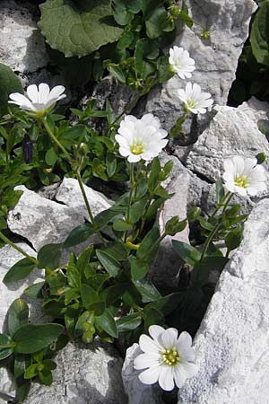 Cerastium carinthiacum \ K�rntner Hornkraut / Carinthian Mouse-Ear, A Dachstein 20.7.2010