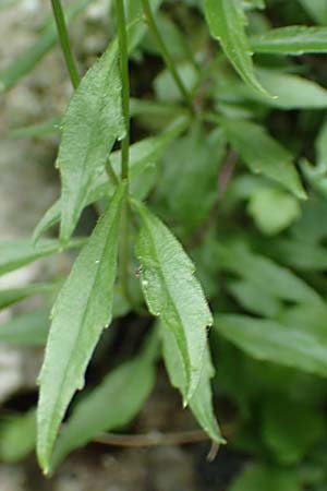 Campanula cochlearifolia \ Kleine Glockenblume / Fairy's Thimble, A Frein an der Mürz 3.7.2020